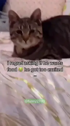 #funnyanimals #cuteanimals #funnyvideos #pet #fyp 