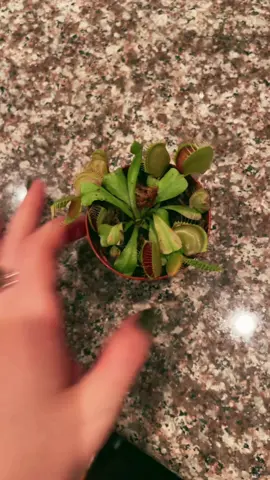 Plant update from urban rootz ~ 🧚🏼‍♀️ 🐇 #plants #fyp #3 