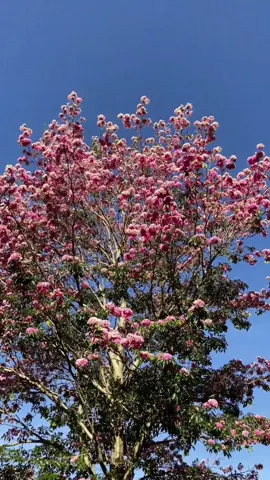 Robarosiya flower srilanka | 🇱🇰  රොබරෝසියා මල් වසන්තය 🌳🌸🍃 . . #srilanka #travel #nature #flowers #beautiful #fyp #viral #trending #foryou 