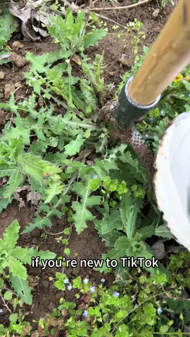The BEST Garden Tool Ever! #grampasweeder #trendingnow #gardenseason #gardengadgets #weedpuller #viralgardentool