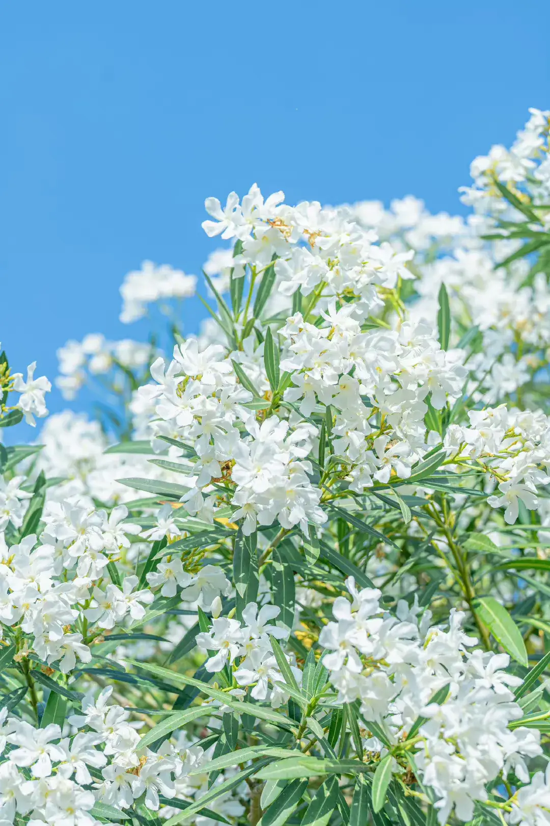 阳光下的夹竹桃- Cây trúc đào dưới ánh mặt trời Cre: 清新bot #hoa #hoadep #hinhnen #bautroi #truc #trucdao 