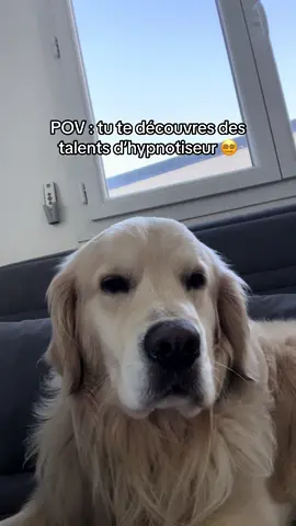 Appelez moi Mesmer😭 #goldenretriever #foryou #fyp #pourtoi 
