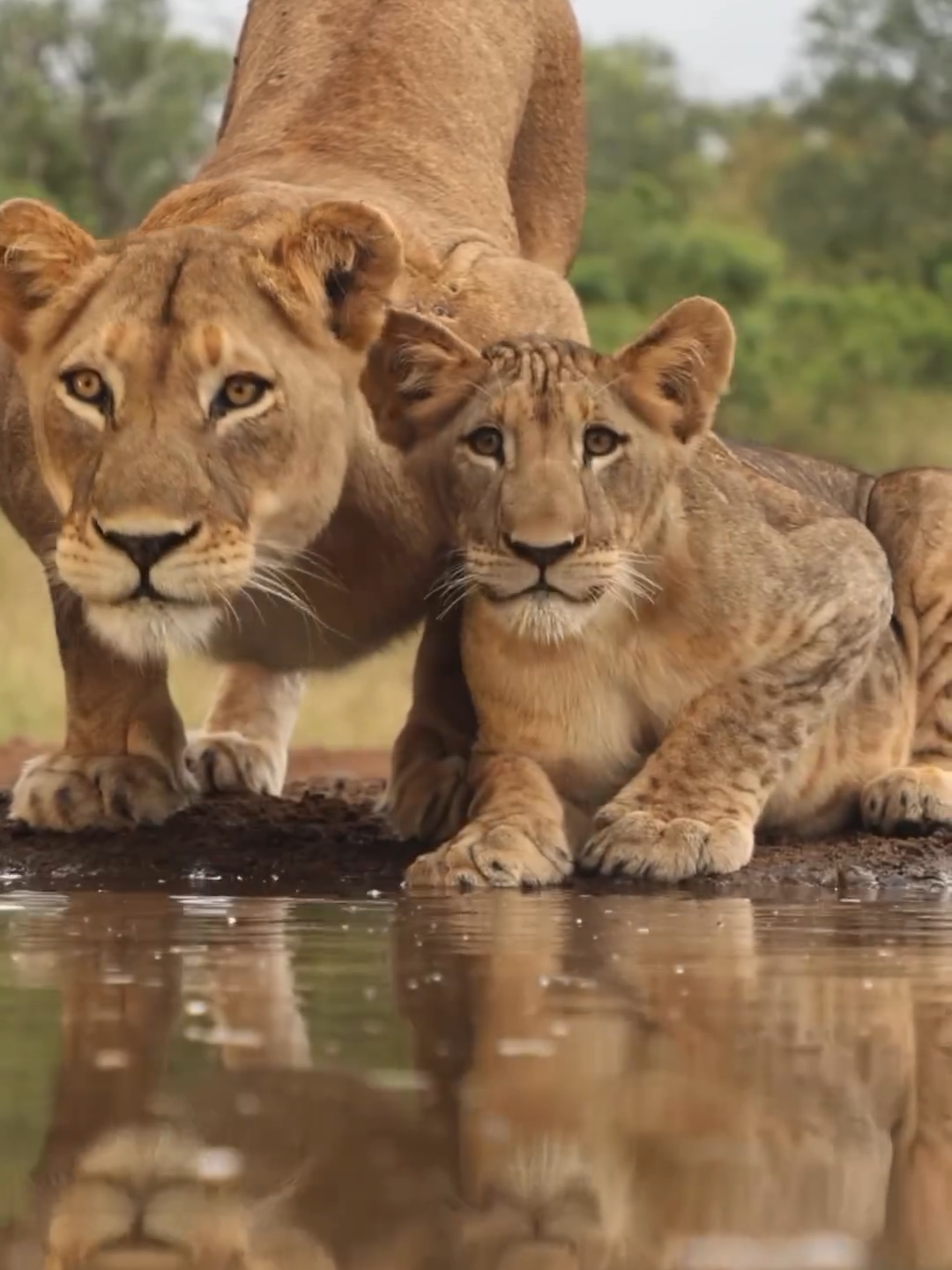 Lioness and cub take a sip of water #ajkenyasafaris🔥✔️