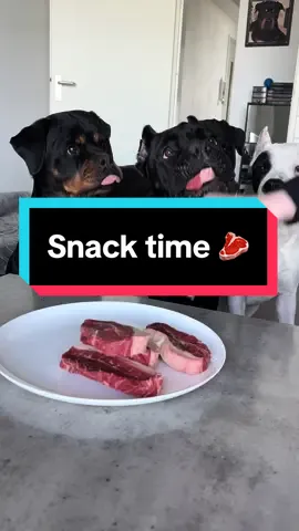 Snack time 🥩 #rottweiler #canecorso #dogoargentino #snacks #foodtiktok #steak #beef 