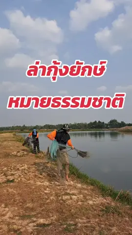 ล่ากุ้งยักษ์ในหมายธรรมชาติ ด้วยการหว่านแห #ล่ากุ้งก้ามกราม #กุ้งก้ามกราม #หว่านแหหาปลา #รักษ์อีสาน #วิถีคนบ้านเฮา 