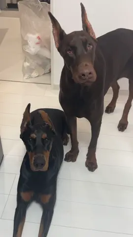 １日3kg食べます僕たち#ドーベルマン #doberman #dobie #愛犬 #dobermanpinscher #dobermann 