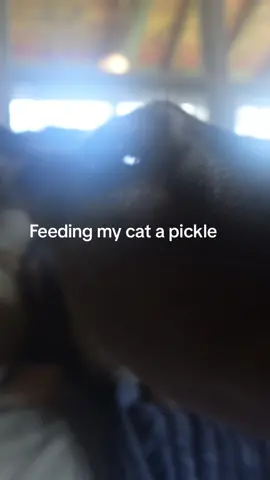 Enjoy you animals #asmr #cat #doe #viral #fypage 