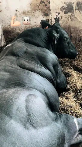 #feherkekbelga #fallerfarm #bull #belgianblue