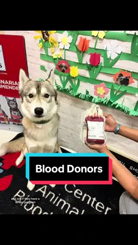 Dogs can be blood donors too! #dogs #dogsoftiktok #dogtok #dogsdonateblood #dogblooddonor #blooddonation #blooddonor #vetmed #vettech #vettechtok #veterinary #veterinarymedicine #bloodbank #bloodtransfusions #siberianhusky #husky #huskytok #goldenretriever #goldenretrieverlife #adoptorshop #wellbreddog #purebreddog 