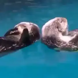 Otters holding hands while sleeping so they won't float away from each other  #cute #otters #animals #Love #viral #like #fyp #naturevibes 