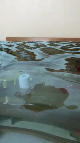 #filternuocngap nhà ngập nước #phamthoi #xuhuongtiktok 