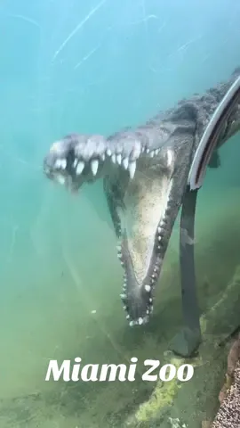 #americancrocodile #incredible #florida #everglades #crocodile #onebite #snack #zoo #tunnel #miamizooalligatortunnel #miami #miamimetrozoo #dinosaur #experience #tourism #floridacrocodile🐊    @Zoo Miami 