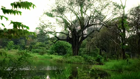 #onthisday the hidden spot inside UP Diliman. LOTR vibes ✨ #fyp #lotr #theshire #updiliman #cinematic #hobbitcore #lotrcore 
