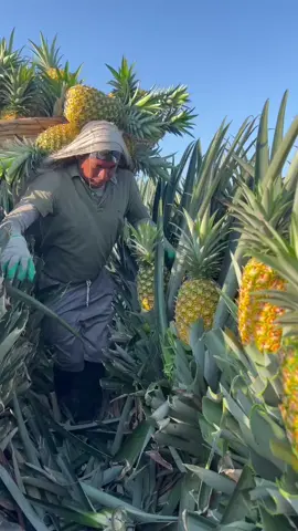 #agro #piña #piñamie #piñamiel #sweet #paratiiiiiiiiiiiiiiiiiiiiiiiiiiiiiii #foryoupage #agriculture #campo 