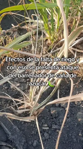 Efectos de la falta de riego y con eso se presenta ataque del barrenador de caña de azucar 🐛  #azdeespadas🧢  #gricultura  #agroaxga  #cañadeazucar🎋🎋  #estreshidrico  #gusano_barrenador_de_la_caña_de_azúcar 