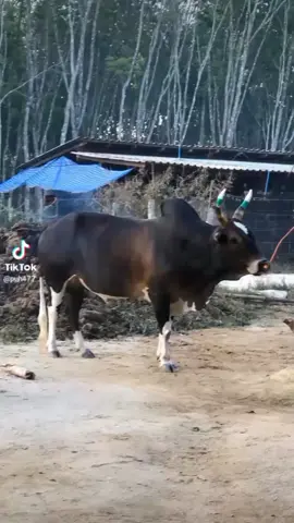 #ค่ายโคสิงห์เขาค่าย💕✌️ #ลายสามสีสิงห์เขาค่าย #บอนพระเเสงบันเทิง👏🤫 #ขอเวลาทำเนื้อเเปปเจอกันทุกลานเคียงหล่าวคับสมาชิก😉🫵🏻💥#ลายสองภาษา