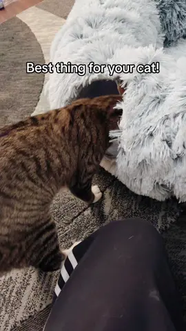 He absolutely loves this! #cattoys #cattok #kittyhangout 