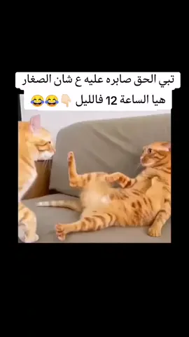 #ضحك #مقاطع_مضحكه #viral #fyp #شعر_شعبي_ليبي #سرتنا_سرت_ليبيا #ليبيا_طرابلس 
