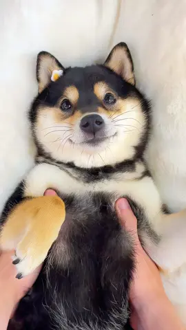 #littlemanyu #fyp #manyu #dogsoftiktok #asmr 