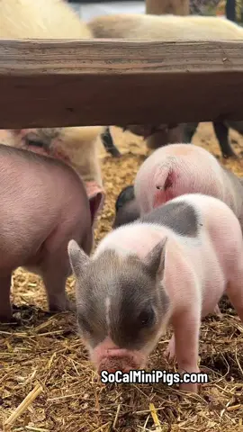 Look at all these adorable piglets at SoCalMiniPigs farm! #piglets #babypig #piggy 