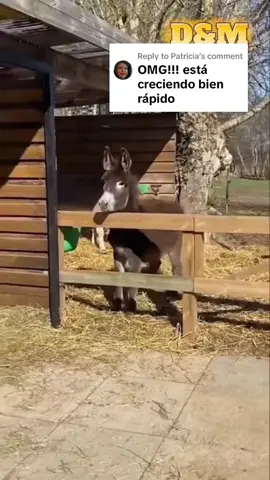 jajajajajajaja creen que le caiga bien a ofelia? 🫣😂