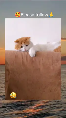 #cat #cute #catvideo #cutcat #funny #pet #funnyvideo #kitty #keşfet #keşfetbeniöneçıkar #keşfetteyizzz 