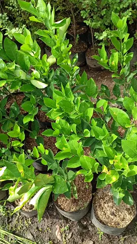 bibit lemon Kalifornia stok aman#fypシ #foryoupage #fypage #bibit #lemon #kalifornia #petani #petanimuda #petanimilenial 