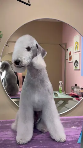 have you seen this dog before?! #dogs #doggrooming #bedlingtonterrier #dogsbylogan 