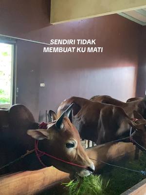 #fyp😜✈️ #kerapansapimadura #kerapansapimaduerajawatimur 