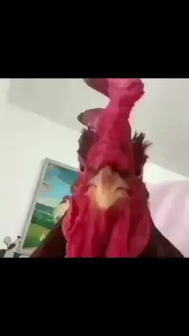 ayang aja wibu masa kamu gak😁🗿#ayam #ayamwibu #foryou #foryoupage #fypシ゚viral 