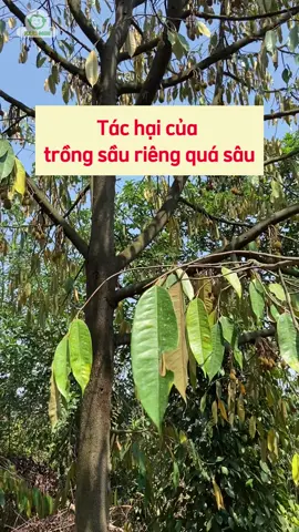 Tác hại của việc trồng sầu riêng quá sâu #Durian #Donghanhcungbacon #Cayantrai #nongnghiep #Kythuatsaurieng #thuocbvtv 