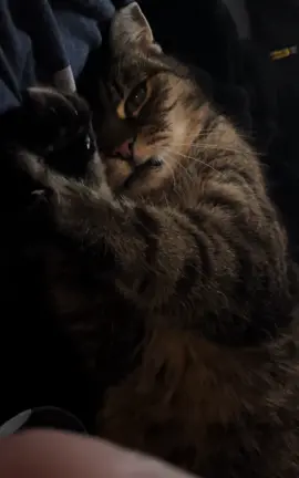 Borisz felébredt… #cat #cute #morning