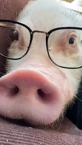 studying 🤓🐷 | #parati #fyp #cuteeanimalss 