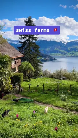 Swiss Farms always has something special 🦚  #switzerland #swissaround #swiss #farm #peacock #lucerne #heavenonearth #swissalps #adventure #schweiz #suisse # everyseason #nature #Hiking # switzerland #switzerlandmountains #outdoor #travelling #tourism #reisen #travel #switzerlandwonderland #wonderful_places #beautifuldestinations #exploreswitzerland #earthpix #voyaged
