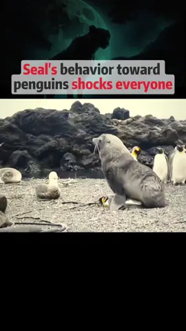 Seal's behavior towardpenguins shocks everyone#foryou #longervideos #animals #fyp #foryoupage 