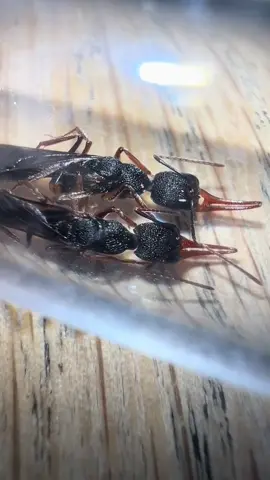 كيف يتزاوج النمل ؟