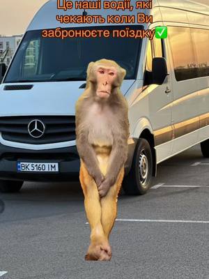 #європа🇪🇺 # #перевезенняпасажирів🇺🇦🇪🇺  📲0676866738