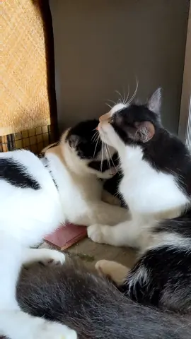 zorro and family #zorrocat #romantis #kucing 