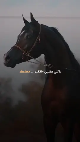 #CapCut ازعل العالم على شانك واراضيك #عشق_الخيل  #ازعل_العالم_عشانك_وارضيك #خيل #خيل_وخياله🐎 #حصان_عربي_أصيل #فرس #خيل_تصميم #شعر #قصيد #ستوريات #تصميم #قوالب_كاب_كات #تصميمي #كاب_كات #horse #fyp #fypシ #اكسبلورexplore #اكسبلور #وسام_البريحي 