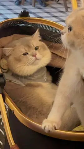 😼: kalian pernah gak jatuh cinta pada pandangan pertama woiii??? #britishshorthair #britshshorthaircat #bluegoldenshaded #kucinglucu #kucingtiktok #hholove #hholoveositter #ositter #petfeederautomatic 