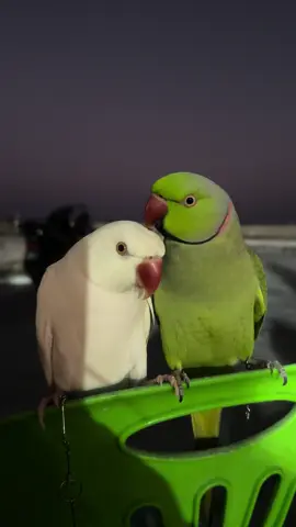 Mintee & Amber💚🤍✨ #fluffy #beepbeep #beep #talkingbird #talkingparrot #funnypet #funnypets #silly #greenbird #greenparrot #parrot #birb #birbs #cute #adorable #fy #fyp #reel #reels #lol #pets #petlover #animal #cutestpets #petmom #ringneckparrot #indianringneckparrot #parakeet #foryoupage #fyp #viral #fy #fypシ #beautifull #maldives #mintee # green #amber #white #meow #meowmeow #whiteindianringneck 