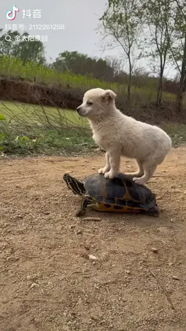 เเกก็ทำเกิ๊นไป๊ ไอ้ต้าววว #หมากับเต่า🐕 #funnyvideos #douyin_china #สัตว์โลกน่ารัก #douyin 
