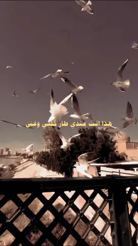 منيتي انت وغيرك شتمنى 💜 . . . ♡ㅤ   ❍ㅤ     ⎙ㅤ     ⌲ ˡᶦᵏᵉ  ᶜᵒᵐᵐᵉⁿᵗ    ˢᵃᵛᵉ   ˢʰᵃʳᵉ . . . #رضا_العبدالله  #قديم #جيل_الطيبين #الزمن_الجميل