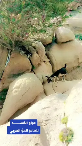 #حريات#حري_صنف#حريات_نوادر#حريات_حرش#حريات_صنف#حريات_ابن_مطر#حريات_فواخر#حريات_نواادر#حريات_الطائف#حريات_الحرش#اغنام_صنف#حلال_نوادر#اغنام_السعودية#عوارض#عوارض_صنف#اغنام_البوابة#حريات_متابيع#حلال#معزاء_حؤ #معزاء_عربيات #معزاء_الدار #حلال عرض من مراح الفهـــــــد