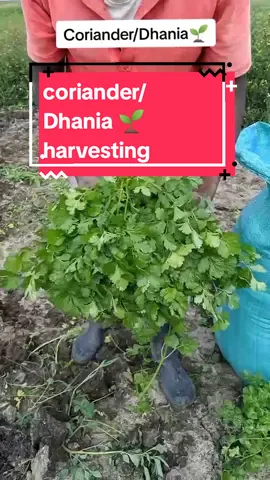 Dhania/ coriander s one of the easiest plants to grow #dhania #dhaniafarmingkenya #agribusinesskenya #agriculturekenya #kenyanfarmer #coriander #corianderfarmingkenya 
