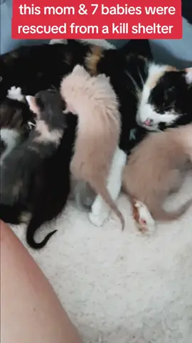 please help our non-profit cat rescue & sanctuary with donations, links in bio #spayandneuter #share #catsanctuary #catrescue #killshelter #kittensoftiktok #foryou #fypシ #needhelp #neonates #tiktok #kittens #kittenseason #cat #fyp #gingercat #calicocat #tabbycat #blackcat 