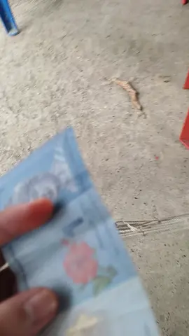 POV : bila budak ada bakat yg unik #fy #funny #ngakakkocak #soundviral #bakat #fyppppppppppppppppppppppp #funnyvideos #justforfun #foryoupage #happy #dogsoftiktok #dogsoundchallenge #dogsoundprank 