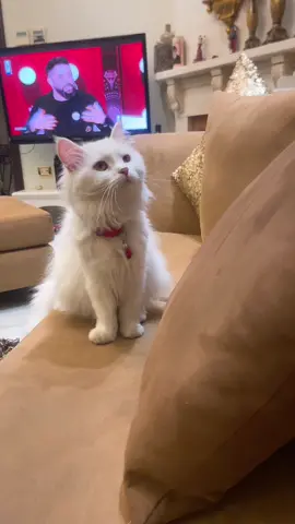 #bellawhitecat😍😍😍 #to2mortet2amar☺️☺️☺️#w tedala3🐈🐈