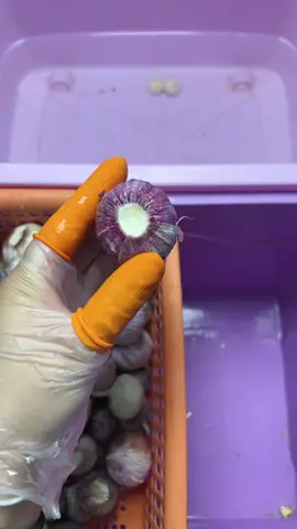 Đeo găng tay bóc tỏi #hangtieudungggg #asmrtiktoks #boctoi #boctoinhanh #thugian 