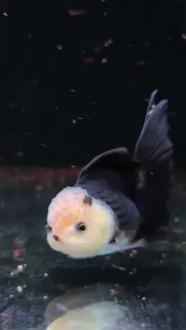 The cutest fancy goldfish 🥹 #fancygoldfish #orandagoldfish #oranda #fishfeeding #cutefishoftiktok #cutepet 